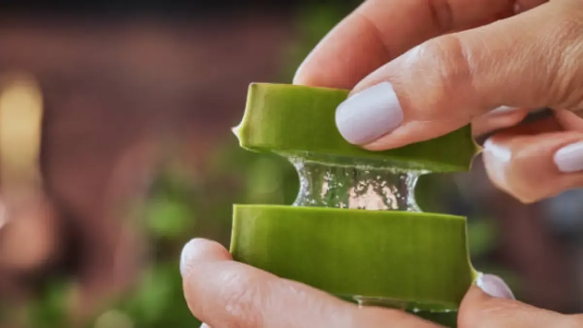Compound discovered in aloe vera with potential for developing drugs against Alzheimer's