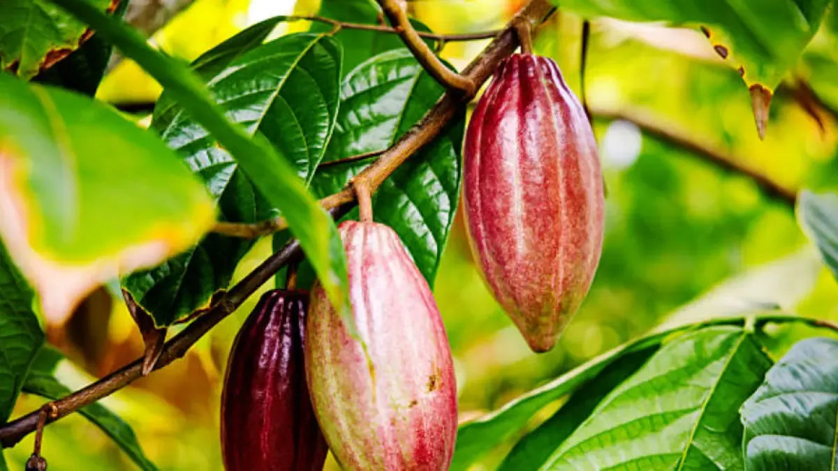 Cocoa Exports Grew 56% to $413 Million in 2025