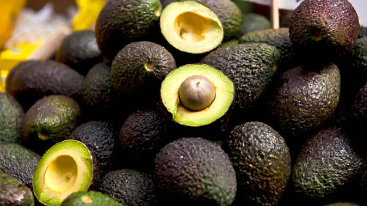 L'espagnole Migasa installe une usine en Colombie pour produire de l'huile d'avocat Hass
