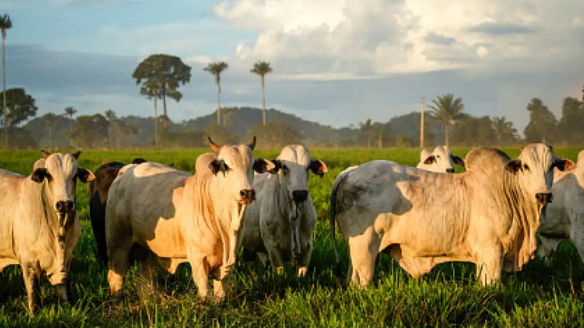 El Niño threatens to raise dairy prices by up to 70% in the Caribbean due to livestock production drop