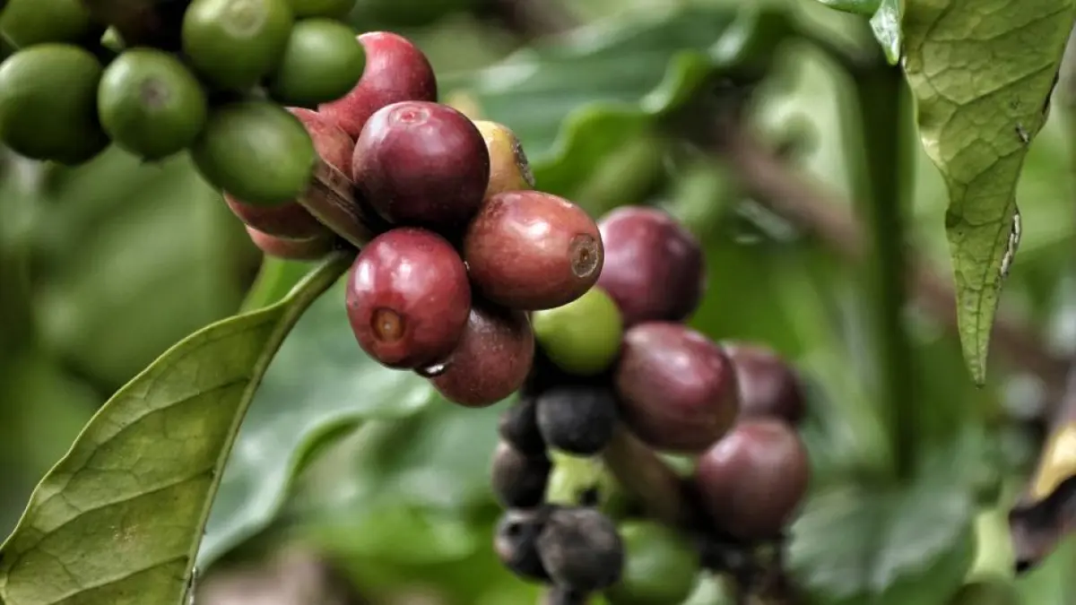 Brazil, the world's largest coffee producer, saw a 27.3% drop in exports in the first two months