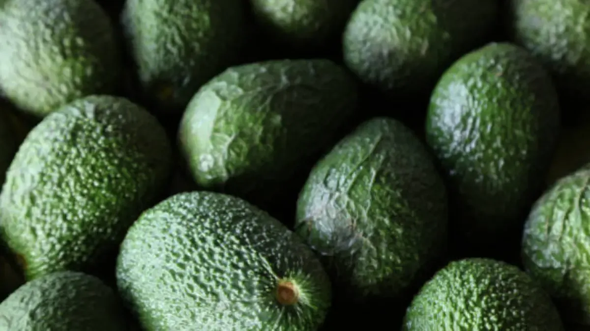 El auge del aguacate Hass enfrenta su primer ajuste tras caída de precios por sobreoferta a nivel mundial

La competencia internacional obligará al país a ajustar las estrategias comerciales y de expansión en el mercado.

Detalles ⬇️