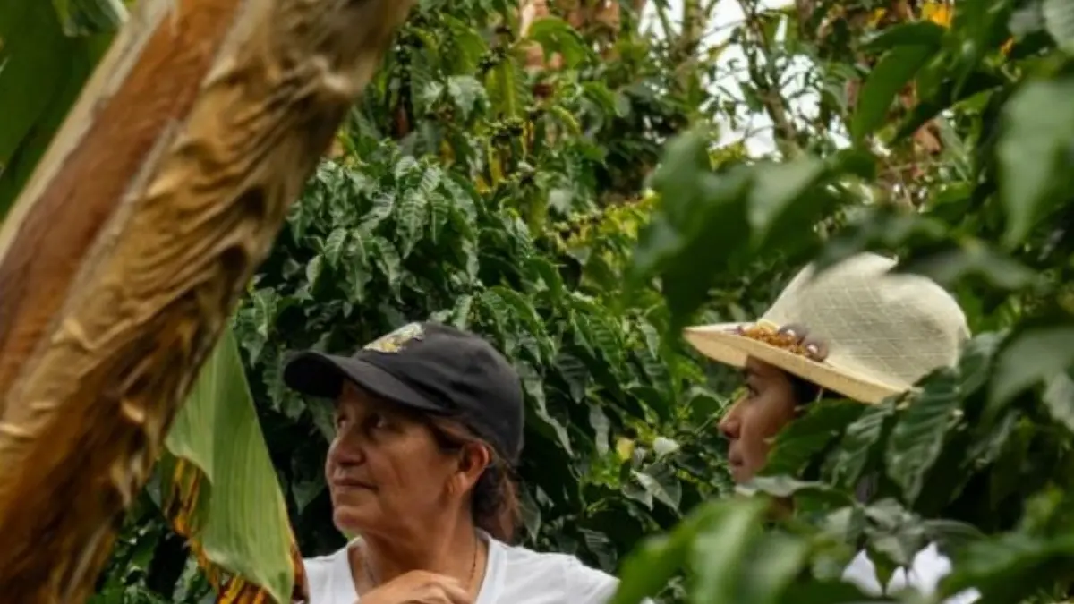 La mitad invisible del café colombiano: mujeres producen, pero no aparecen en los registros de este sector. ☕

Cerrar la brecha de género en el agro cafetero puede elevar productividad y calidad de exportación.

Detalles. ⬇