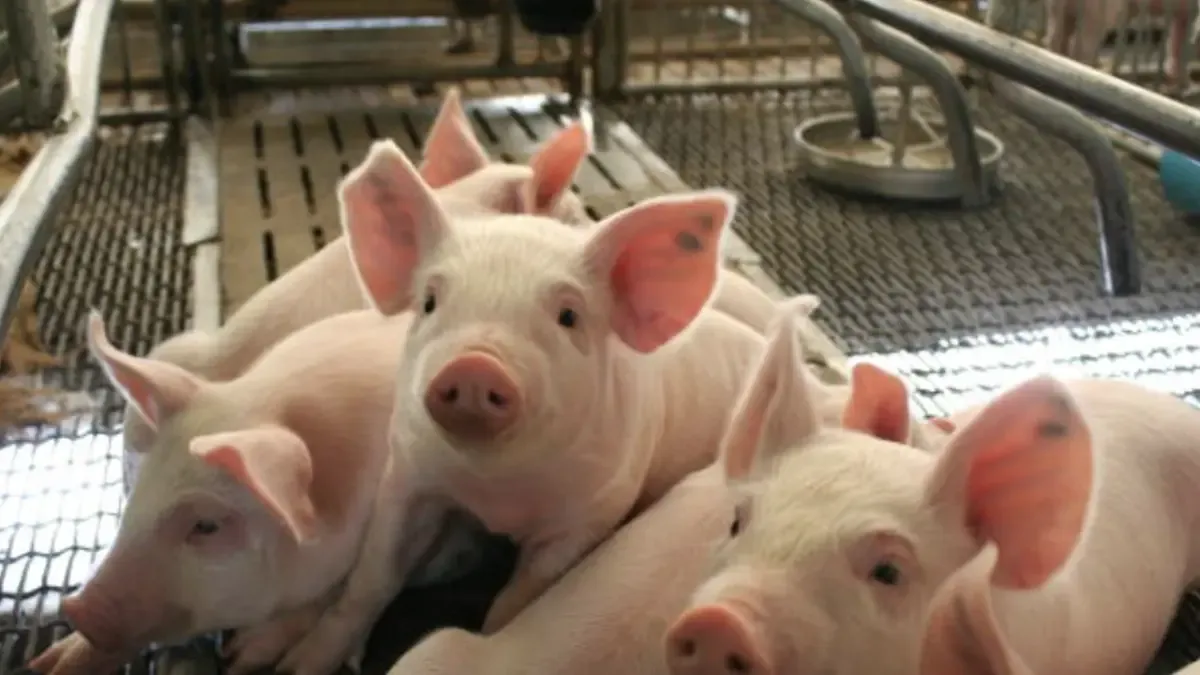 Producción de carne de cerdo gana terreno mientras caen importaciones en inicio de 2026. ?

El mercado porcino se reconfigura con mayor oferta nacional y menor dependencia del producto importado.

Detalles. ⬇