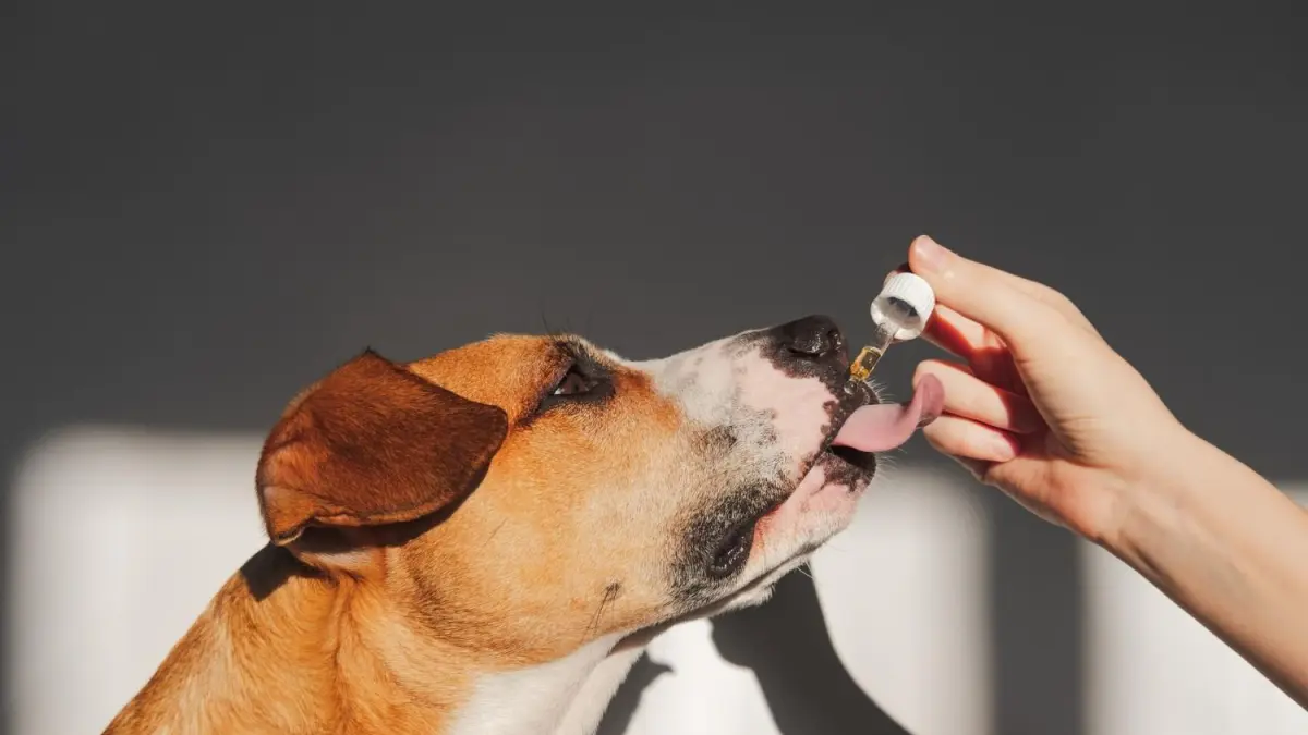 Veterinary medicinal cannabis market projects 35% growth in 2026: benefits driving consumption