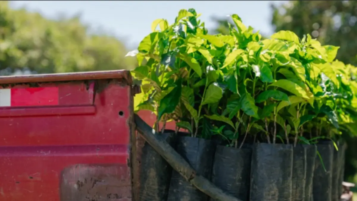 La marca Starbucks (@StarbucksCOL) entregó 5.000 árboles a caficultores del Huila para impulsar la sostenibilidad del café

La iniciativa, operada en el país por el Grupo Alsea, busca fortalecer las prácticas agrícolas sostenibles.

Detalles ⬇