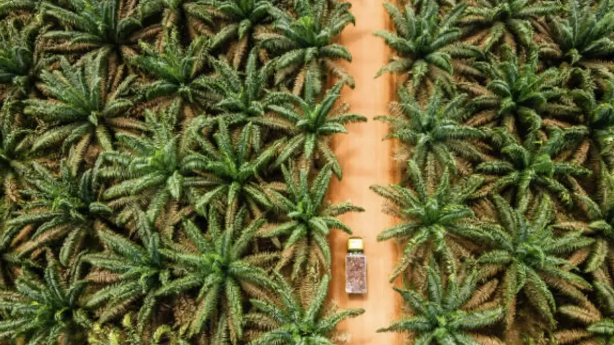 Palm Sector Starts the Year with Rising Production and Better Agronomic Conditions
