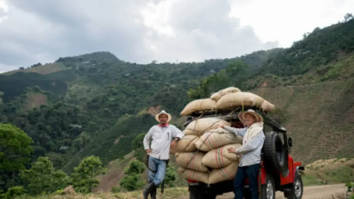 Alert in coffee: coffee contribution income grows less than costs and financial pressure increases