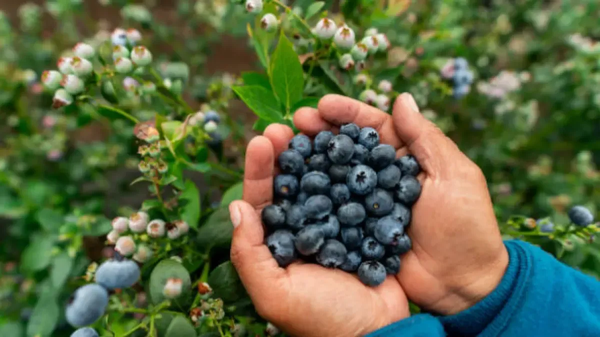Colombia consume el 95% del arándano y limita su salto exportador pese a su potencial global

Alta demanda interna obliga incluso a importar, mientras el país busca posicionarse como proveedor global.

Detalles ⬇