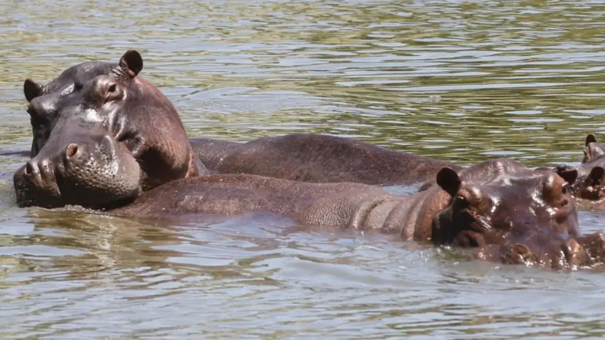 Controversy over hippos in Colombia: Petro government denies Mexico will take these animals