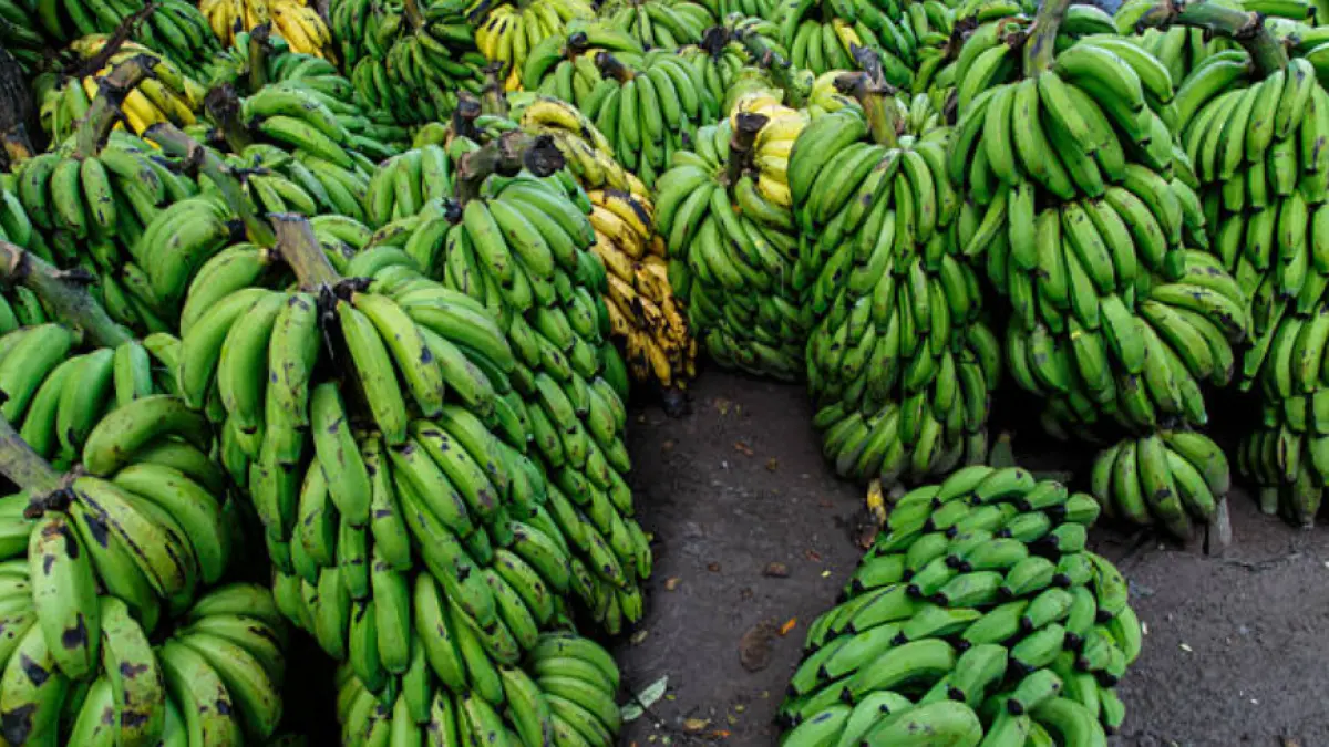 Revaluation of the peso hits bananas and puts Colombian export sector competitiveness at risk