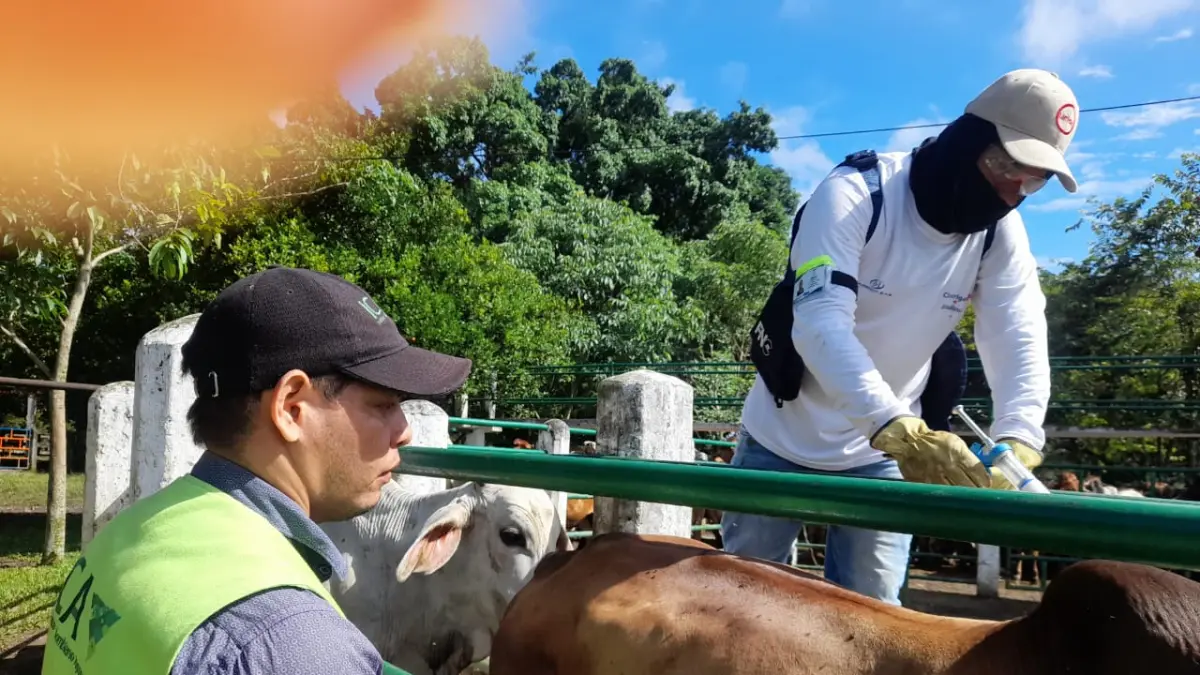 Livestock farmers deny dispute with ICA over foot-and-mouth disease vaccination figures in Colombia