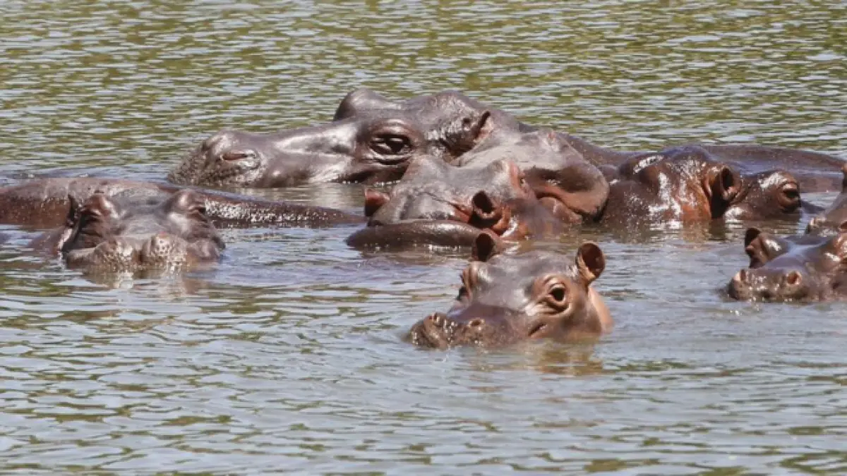 What are Colombia's conditions for the Indian billionaire to take Escobar's hippos?