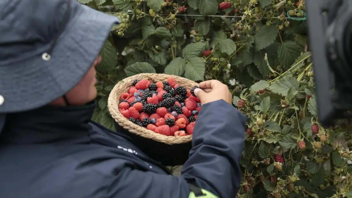Industria de frutos rojos en Colombia consolida crecimiento sostenido con expansión de cultivos y demanda interna

La producción de arándanos en el país alcanzó las 12.000 toneladas y proyecta aumento del área sembrada en 2026.

Detalles ⬇️