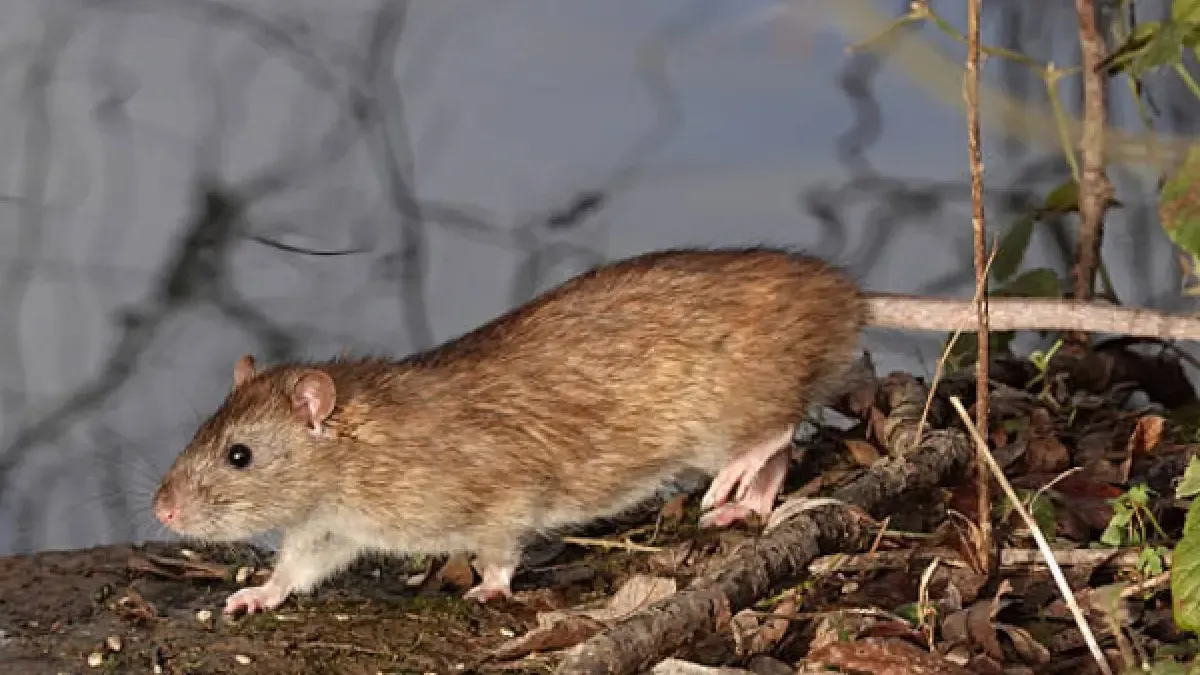 Hantavirus: What it is and Why it's Causing Concern After Possible Outbreak on South Atlantic Cruise