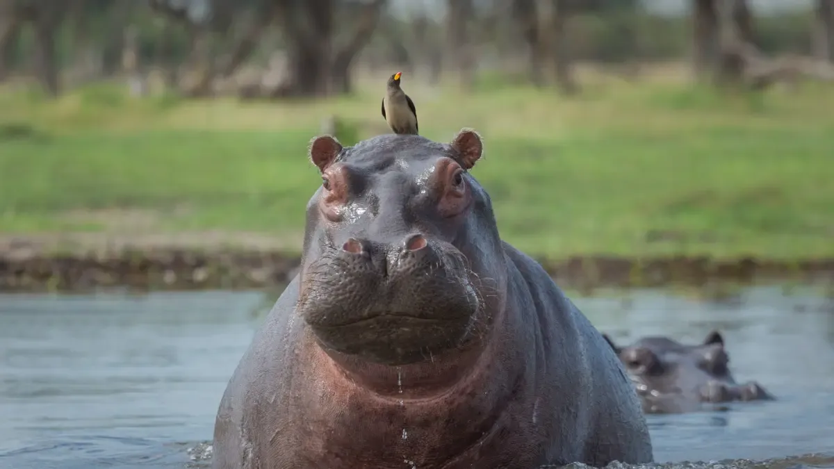 Despite Indian Billionaire's Interest, Colombia Will Proceed with Euthanasia of Pablo Escobar's Hippos