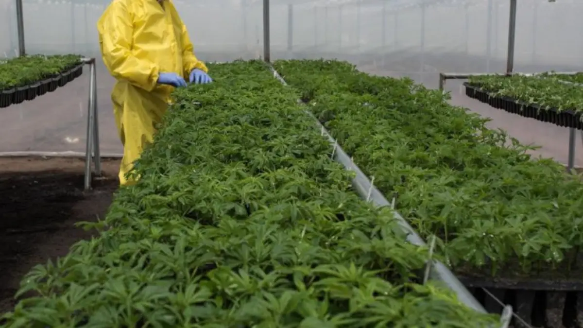 La marihuana legal tendría un impuesto del 20% en Colombia para financiar salud y educación en el país