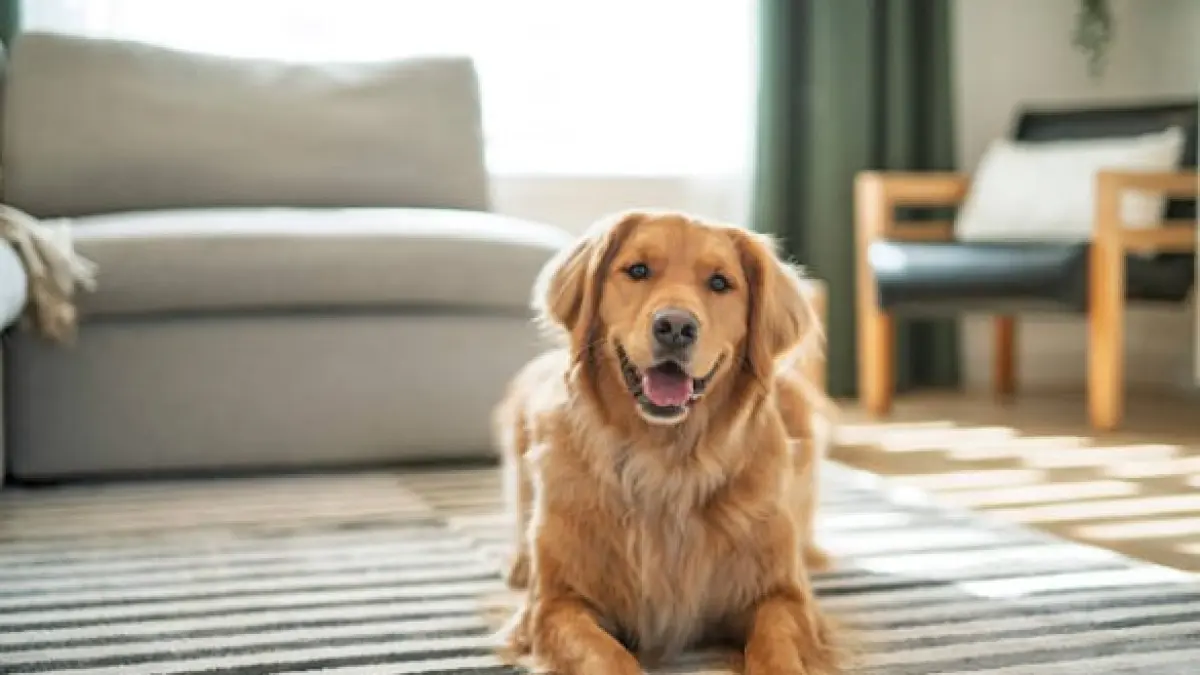 Consumidores impulsan nuevas tendencias en mascotas y Purina va tras más participación de mercado
