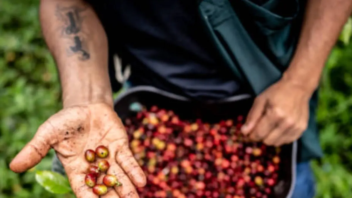 Cover image for Fondo Nacional del Café: alertan por posible cambio en su administración y sus efectos para 550.000 familias
