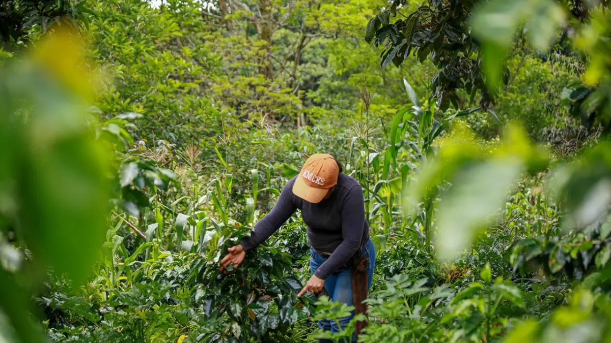 Gobierno activa plan nacional para blindar la producción de alimentos ante llegada de El Niño

Las acciones incluyen monitoreo hídrico, asistencia técnica y ajustes en calendarios productivos.

Detalles ⬇️