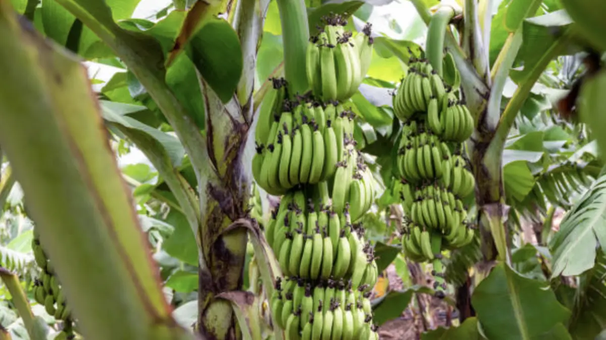 La dura crítica de los productores bananeros a la idea de Petro (@petrogustavo) de limitar producción por agua potable

El gremio asegura que la crisis hídrica del Caribe requiere inversión estatal y soluciones estructurales.

Detalles ⬇️