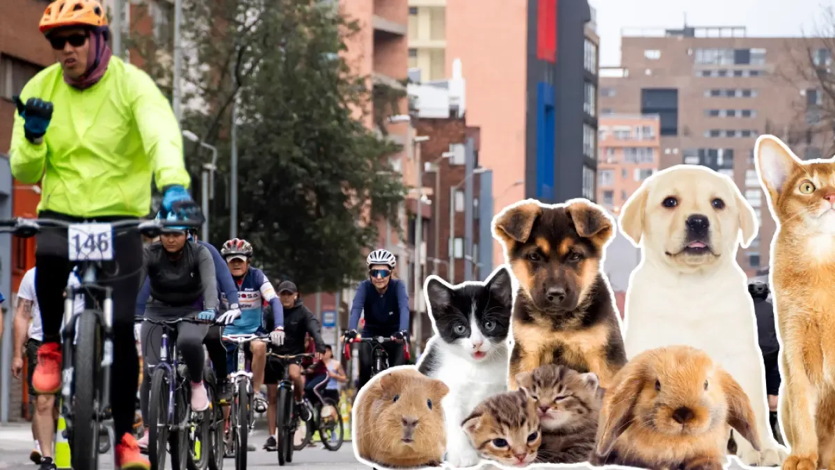La ciclovía de Bogotá también es para los peludos: llegan es
