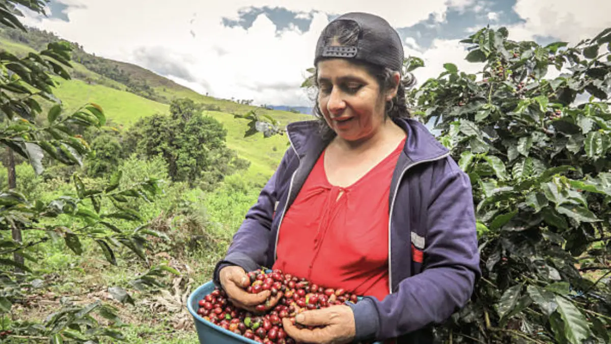 Cover image for Voluntades políticas mantienen en suspenso la renovación del contrato del Fondo Nacional del Café