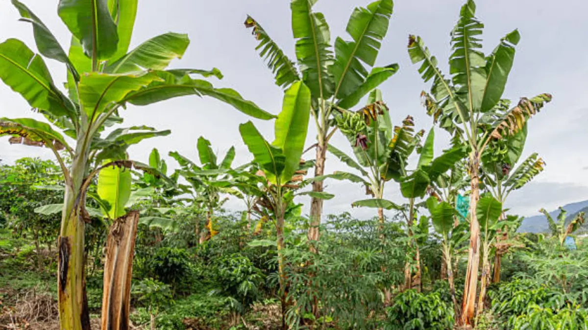 Asbama alerta que amenazas de grupos armados obligan a suspender labores en fincas bananeras del Magdalena