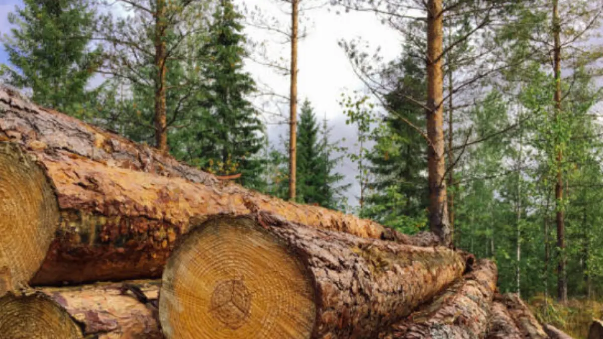 Colombia aprovechó más recursos del bosque en 2024, pero la productividad perdió terreno
