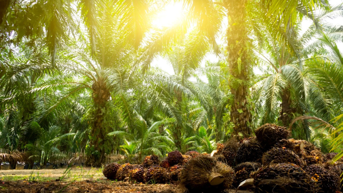 La palma colombiana vive su mejor momento, pero El Niño pone a prueba su capacidad para seguir creciendo