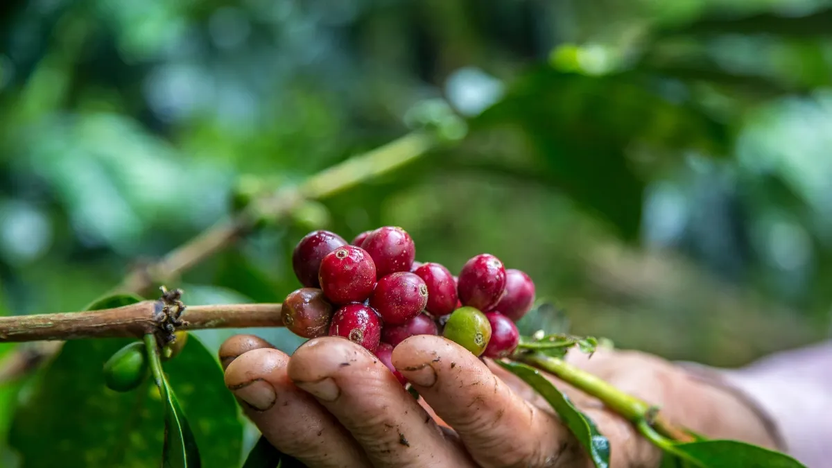 Café del Huila rompe récords en subasta: una libra de la variedad Geisha se vendió por US
