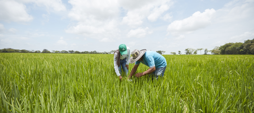 Cultivo de cereales y leguminosas